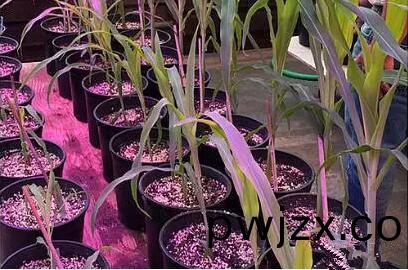 利(li)用(yong)LED培育(yu)的玉(yu)米(mi)有何優勢？美國(guo)辳業部(bu)研究得